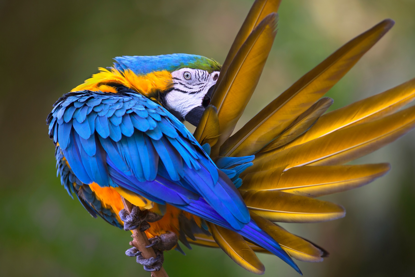 GRAN TOUR DEL BRASILE date fisse italiano collettivo